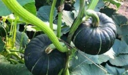 贵圈吃瓜哪些网红,揭秘贵圈吃瓜背后的故事